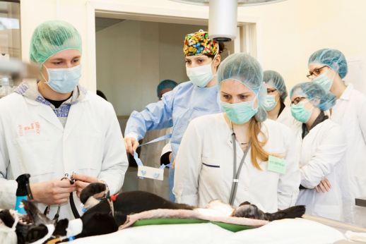 Veterinarinės medicinos studijoms – aukščiausios kokybės pripažinimas  
