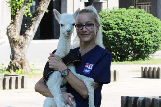 LSMU Veterinarijos fakultetui antrą kartą suteikta tarptautinė akreditacija