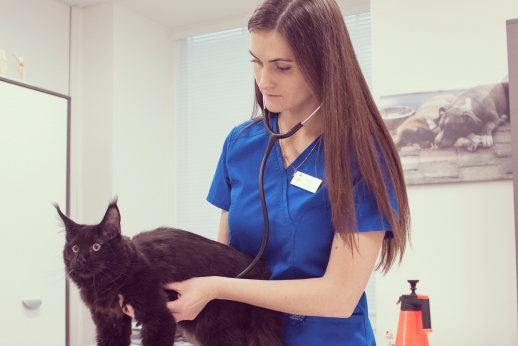Veterinarijos gydytoja – apie gyvenimą įprasminančią profesiją Veterinarijos gydytoja – apie gyvenimą įprasminančią profesiją
