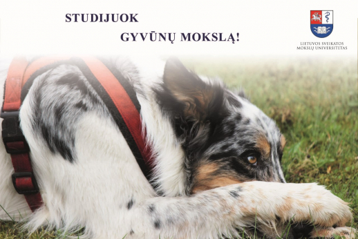 Rinkitės Gyvūnų mokslo studijas LSMU GTF Rinkitės Gyvūnų mokslo studijas LSMU GTF